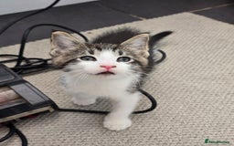 Maine Coon cats for sale: Cross Maine Coon - Image 4