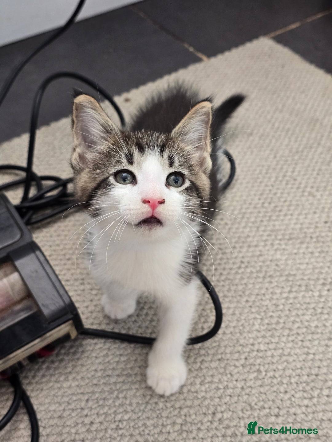 Maine Coon cats for sale: Cross Maine Coon - Image 4