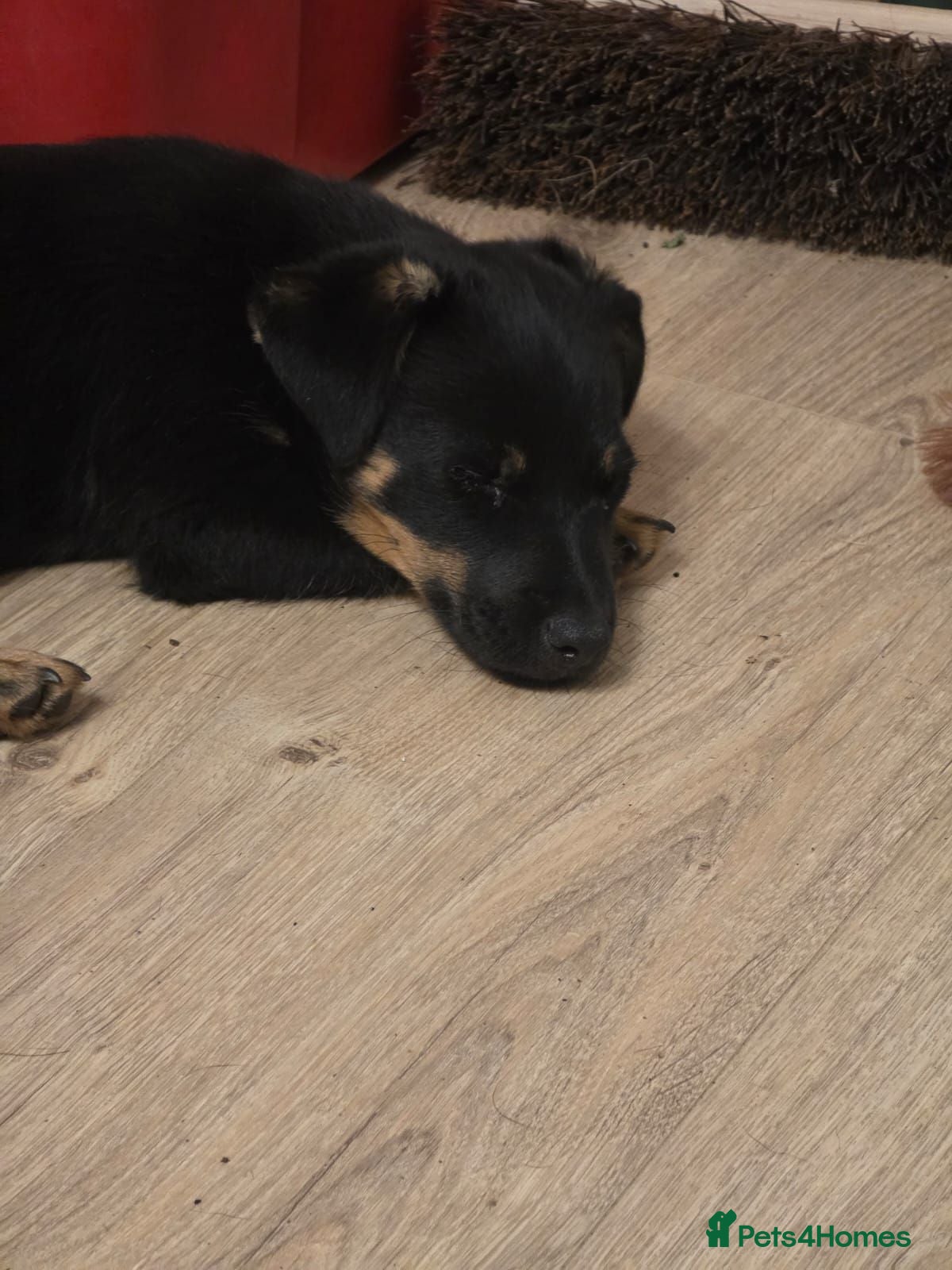 Jack Russell dogs Due to time wasters Jack Russell puppy for sale  - Advert 3