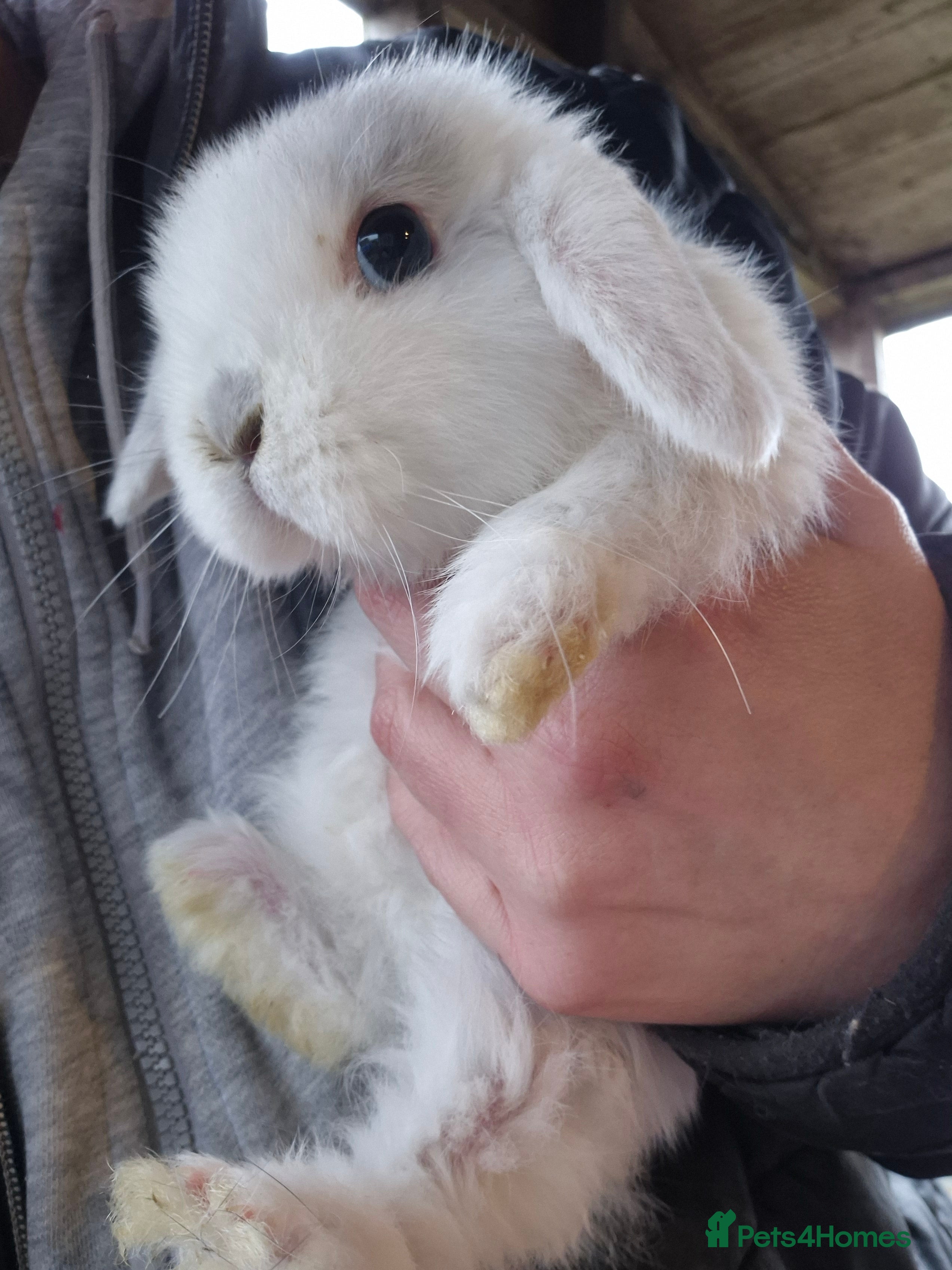 Mini Lop rabbits Mini lop baby boys ready now.  - Advert 2