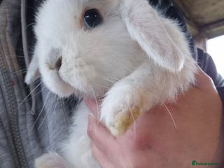 Mini Lop rabbits Mini lop baby boys ready now. - Advert 2