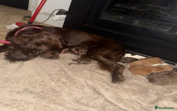 Cocker Spaniel dogs for sale: 6 Adorable cocker spaniels for sale 🩷 - Image 7