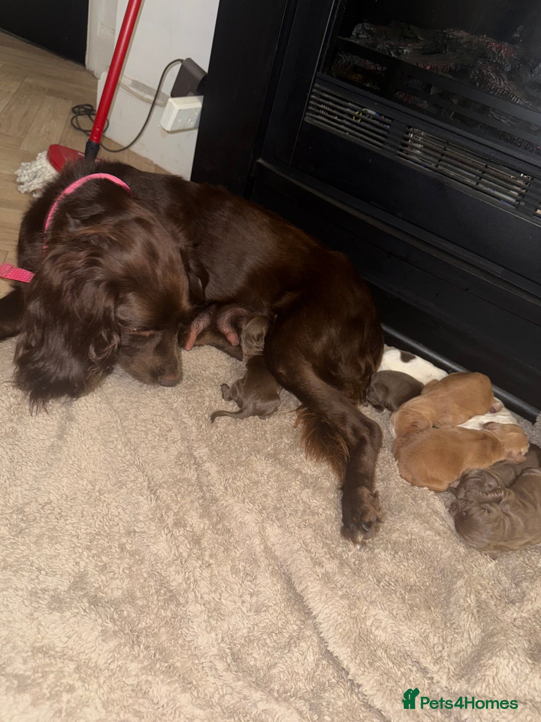 Cocker Spaniel dogs for sale: 6 Adorable cocker spaniels for sale 🩷 - Image 7