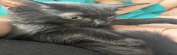 Mixed Breed cats for sale: Two sweet male kittens - Advert 6