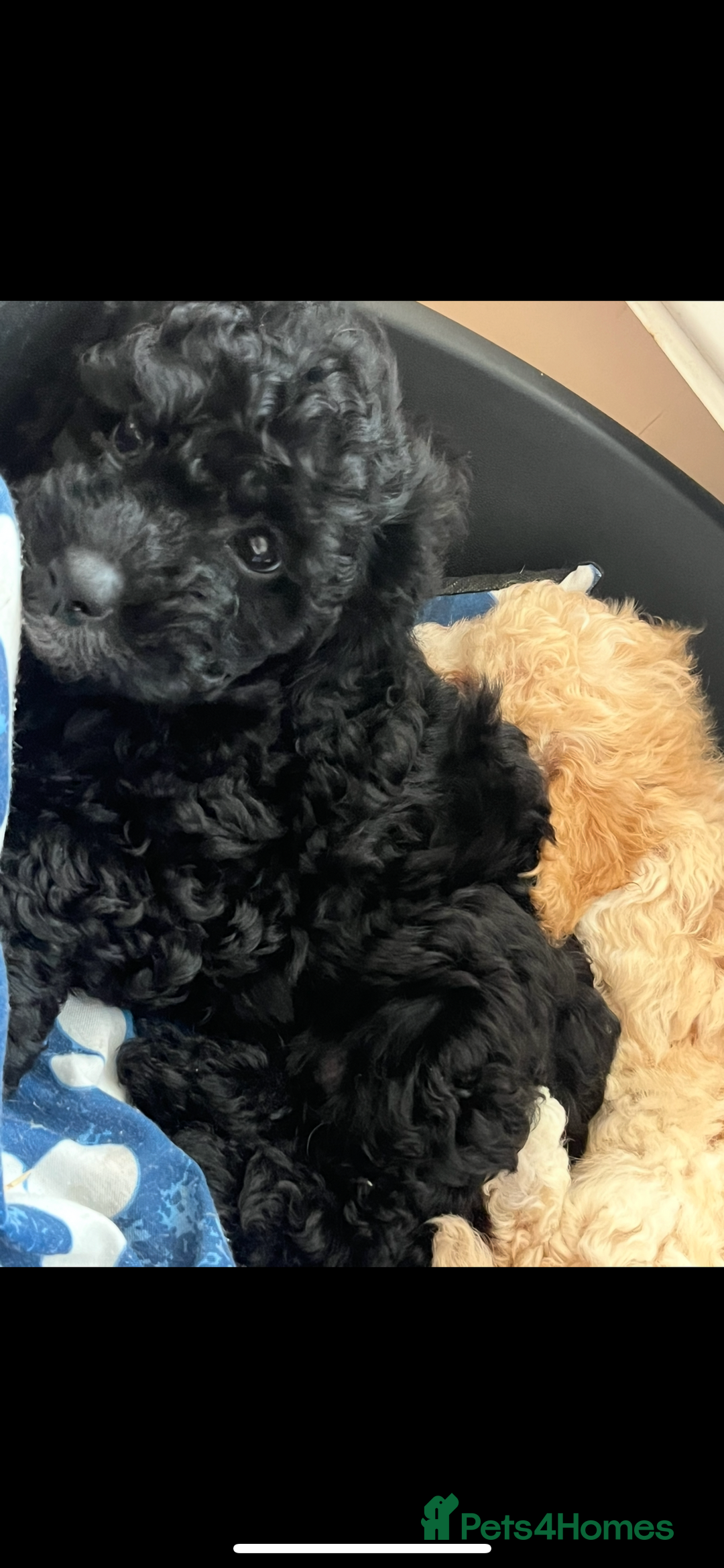 Poochon dogs for sale: 1 poochon girl available ready to leave  - Image 15