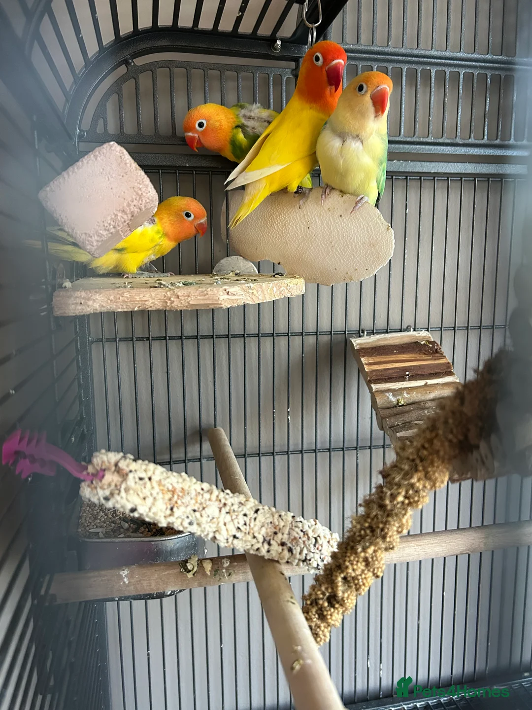 Lovebirds birds for sale: Love birds 7 weeks old  - Advert 4