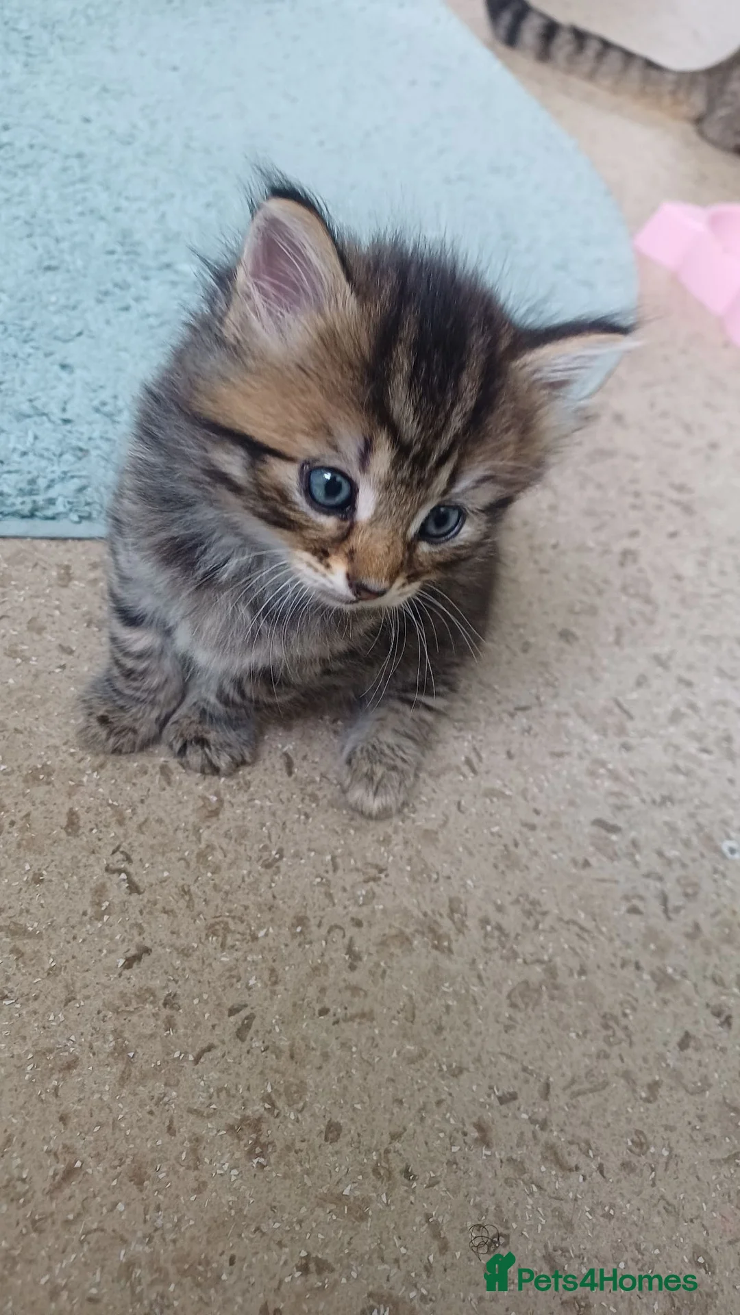 American Shorthair cats for sale: Kittens - Advert 10