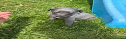 Whippet dogs for sale: Kc Reg whippet  * 1 BOY LEFT* ready 22/05/26 - Advert 1