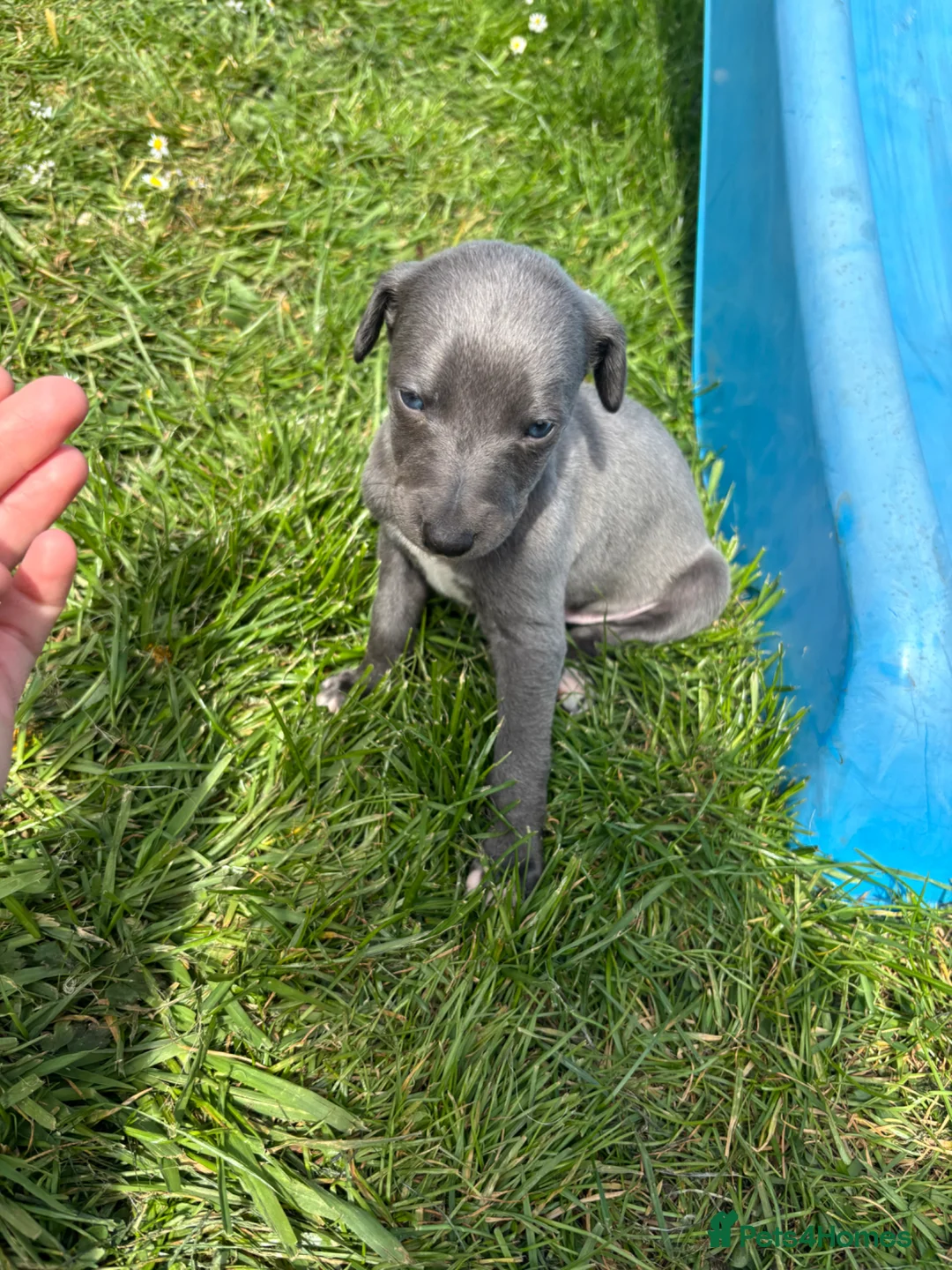 Whippet dogs for sale: Kc Reg whippet  * 1 BOY LEFT* ready 22/05/26 - Advert 1