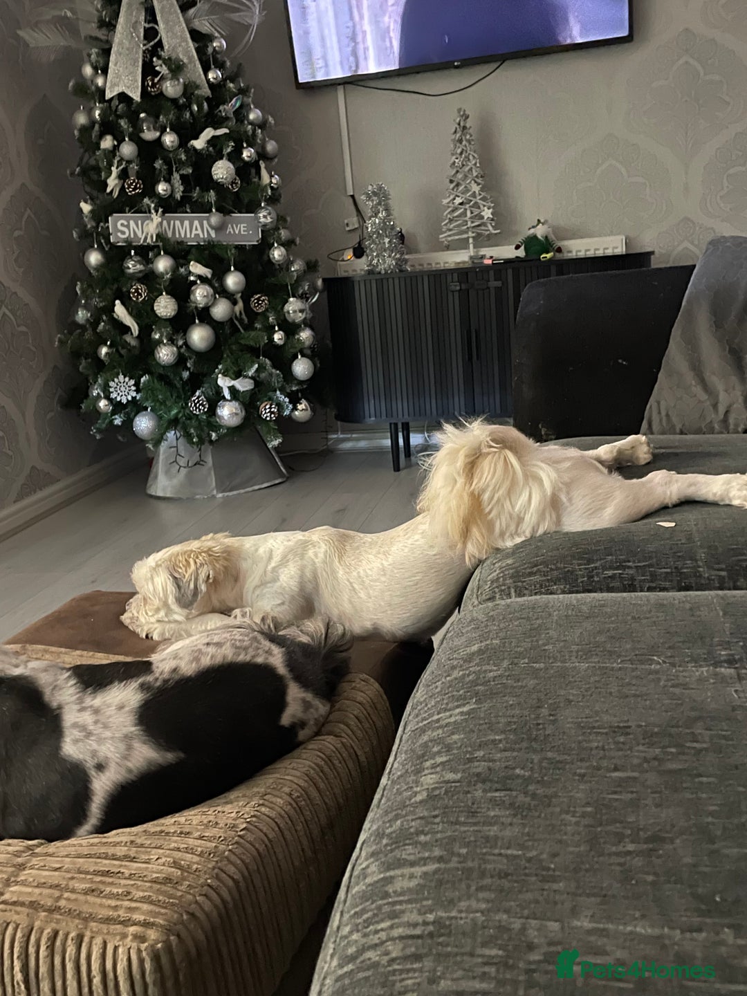 Lhasa Apso dogs for sale: beautiful female lhasa  - Advert 6
