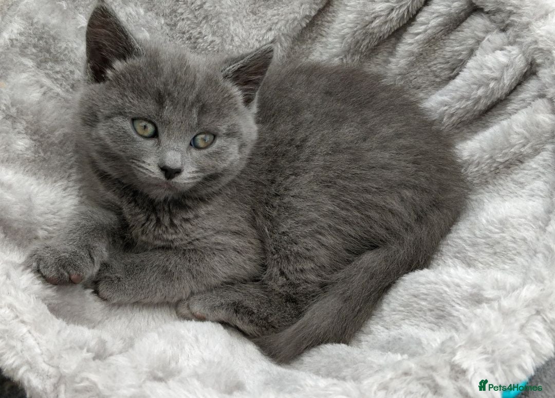Russian Blue cats Russian Blue kittens 8 weeks old 2 boys 2 girls - Advert 7