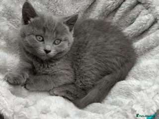 Russian Blue cats Russian Blue kittens 8 weeks old 2 boys 2 girls - Advert 7