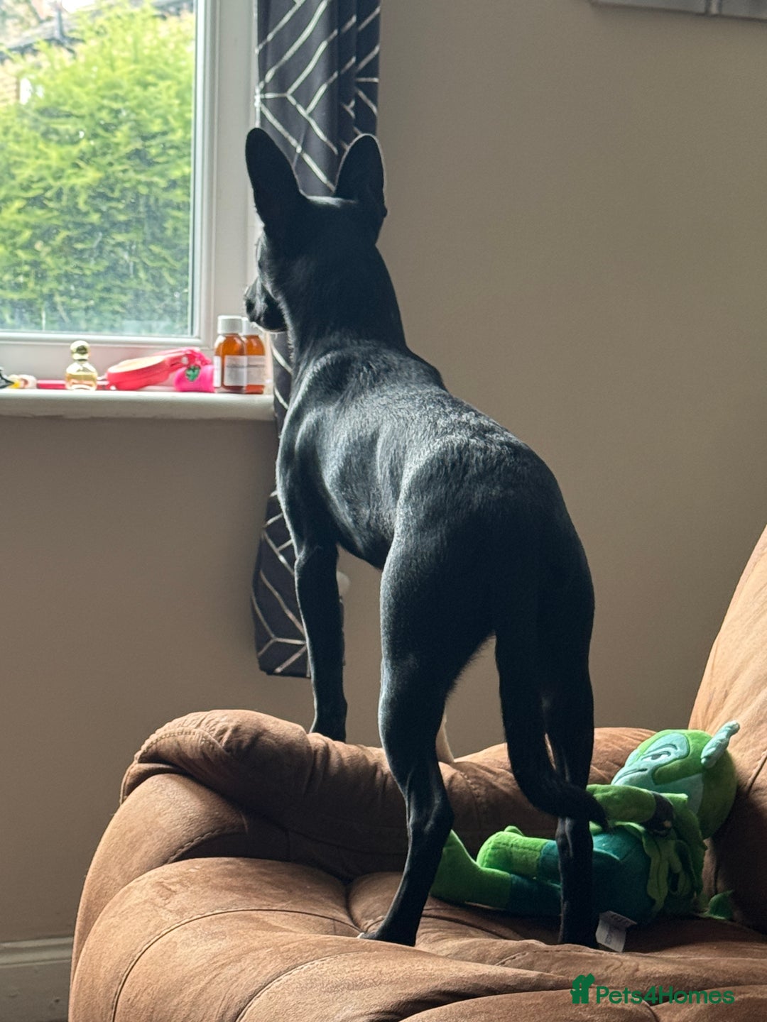 Mixed Breed dogs for sale: Luna  - Advert 3