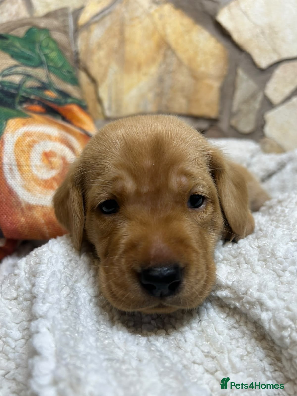 Labrador Retriever dogs Nine little puppies Nine gorgeous personalities 🐶 - Advert 3