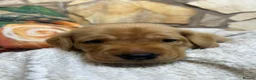 Labrador Retriever dogs for sale: Nine little puppies Nine gorgeous personalities 🐶 - Advert 1
