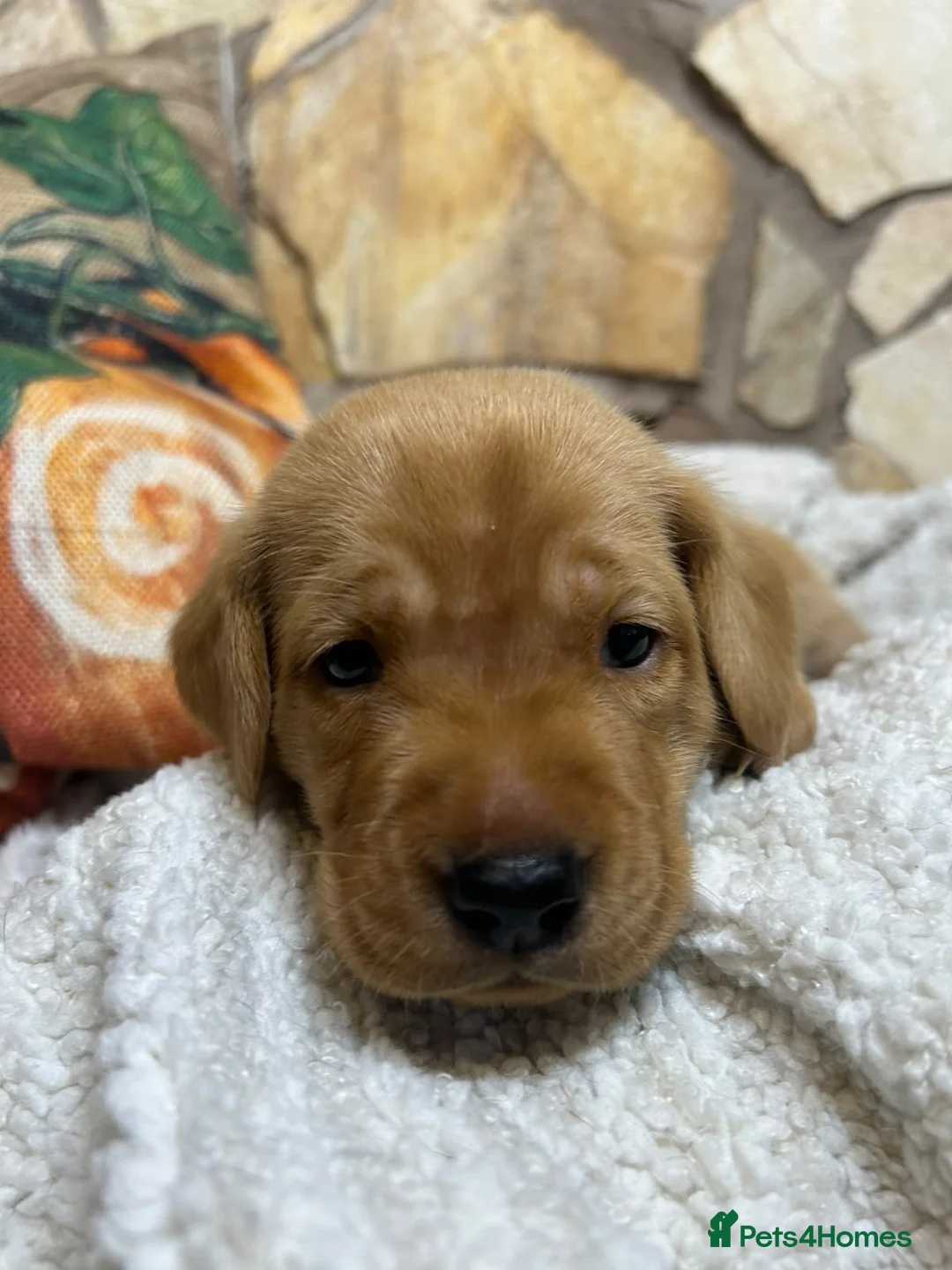 Labrador Retriever dogs for sale: Nine little puppies Nine gorgeous personalities 🐶 - Advert 1