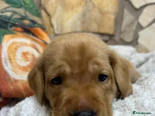 Labrador Retriever dogs Nine little puppies Nine gorgeous personalities 🐶 - Advert 5