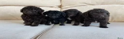 Labradoodle dogs for sale: Stunning miniature labradoodle puppies - Advert 3