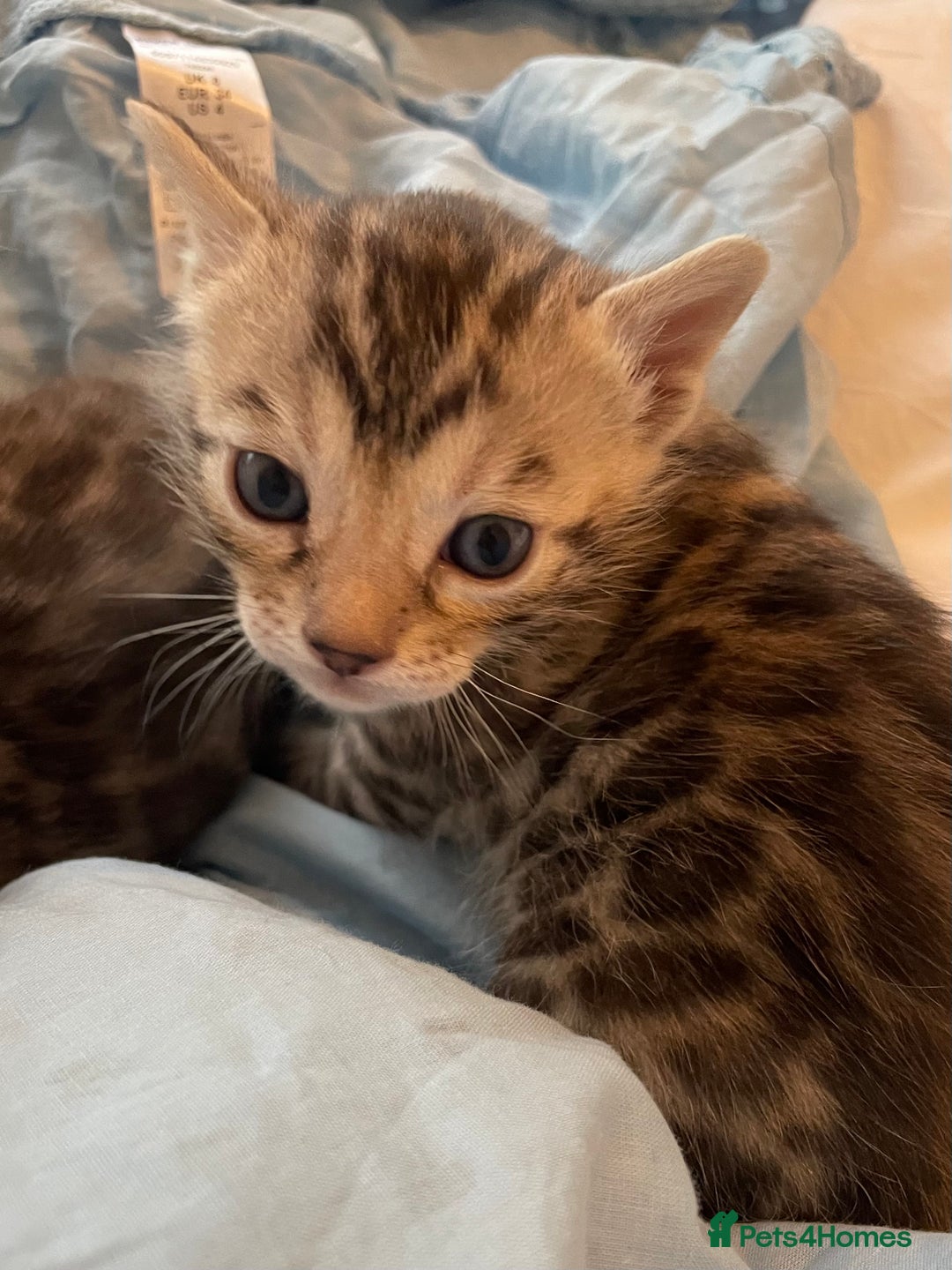 Bengal cats for sale: 🏆🎉New Pedigree Tica Mini Leopards Ready Soon🎉🏆 - Advert 7