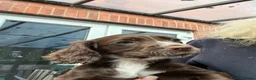 Cocker Spaniel dogs for sale: Beautiful cocker spaniel puppies  - Advert 9