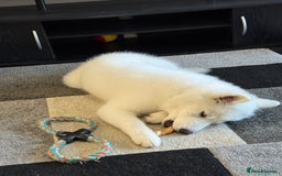 Samoyed dogs for sale: Female KC Registered Samoyed puppy  - Image 3