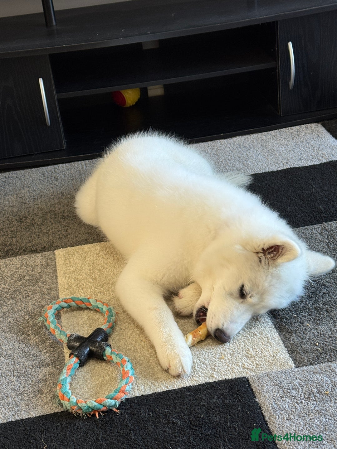 Samoyed dogs for sale: Female KC Registered Samoyed puppy  - Image 3