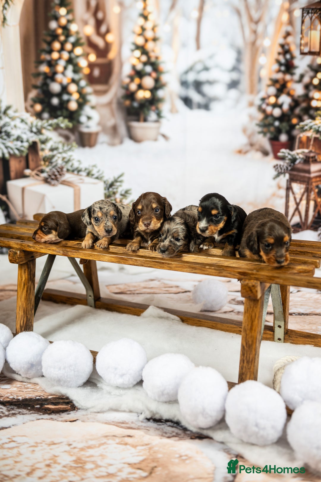 Miniature Dachshund dogs for sale: 6 KC miniature dashound puppies  - Advert 3