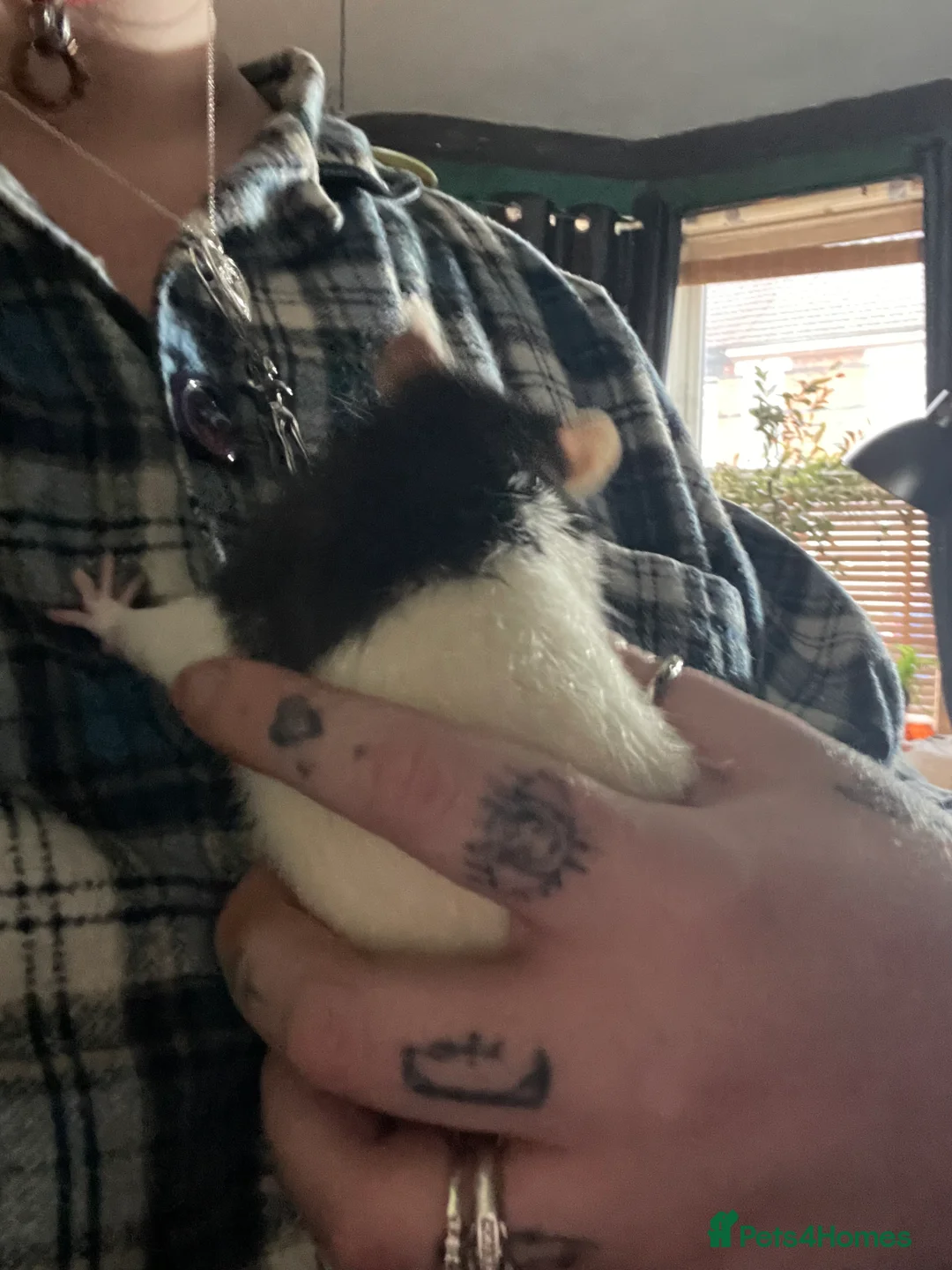 Rat rodents for sale: 2 friendly male rats for sale :) in Crewe - Advert 2