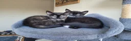 Mixed Breed cats for sale: 3 beautiful kittens left - Advert 17