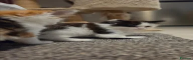 Lovely Black and White Kitten Looking for a Home
