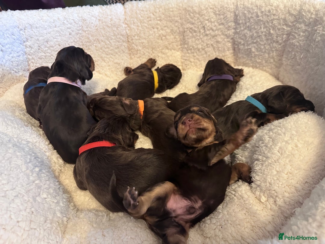 Cocker Spaniel dogs for sale: Stunning KC reg working cocker spaniel puppies  - Advert 3
