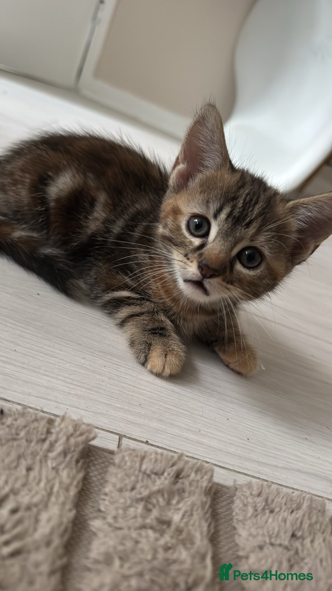 Mixed Breed cats female tabby kitten  - Advert 1