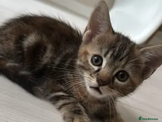 Mixed Breed cats female tabby kitten - Advert 1