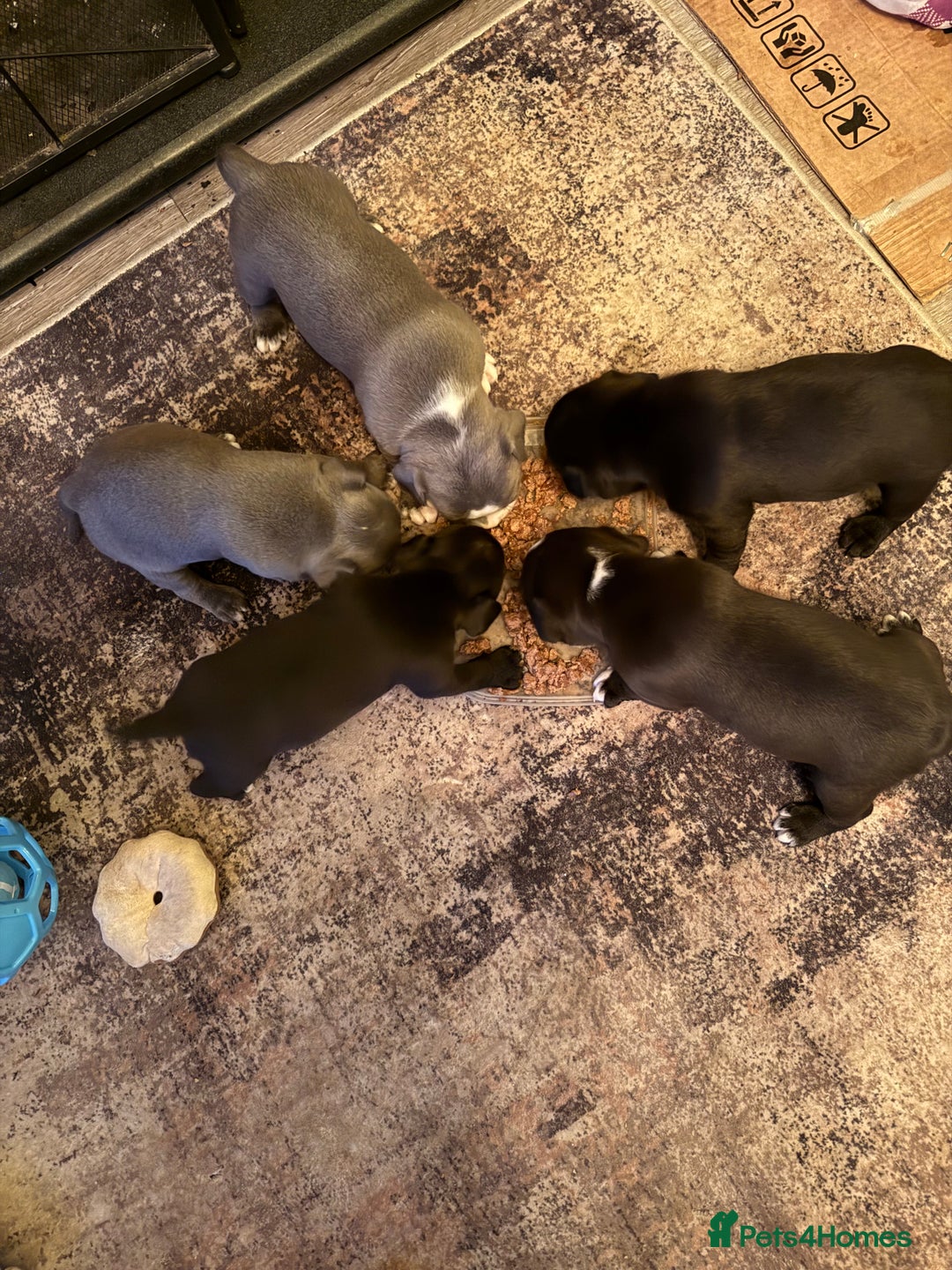 Staffordshire Bull Terrier dogs for sale: Staffie puppies  - Advert 5