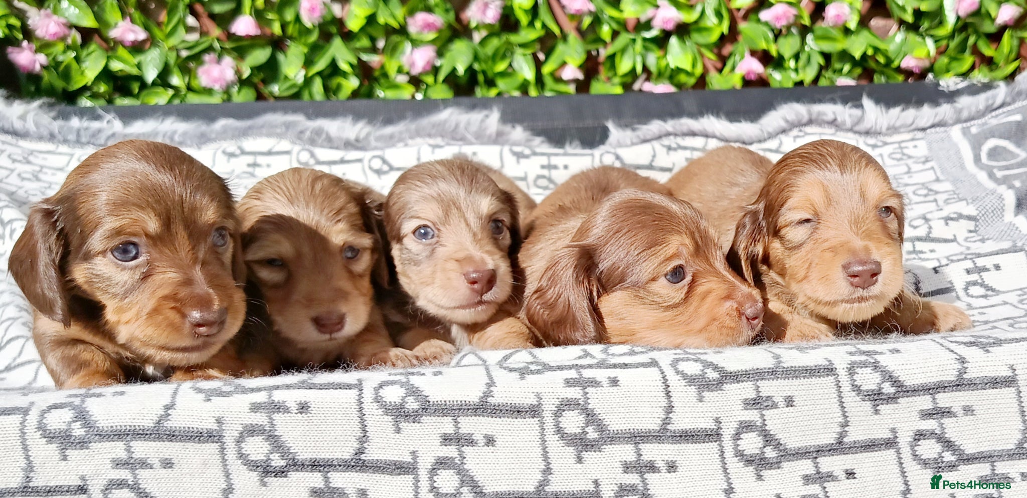 Miniature Dachshund dogs LONG HAIRED SHADED CREAM MINI KC REG PRA CLEAR - Advert 1