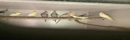 Cockatiels birds for sale: 2026 Young cockatiels  - Advert 18