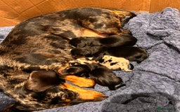 Miniature Dachshund dogs for sale: Stunning Miniature Dachshund Puppies - Image 5