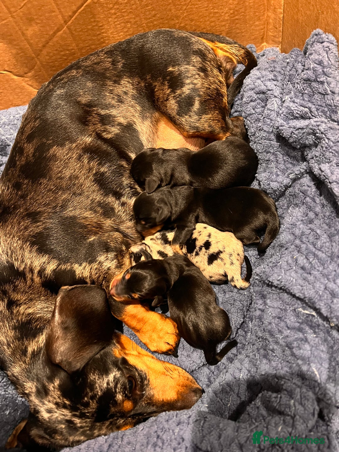 Miniature Dachshund dogs for sale: Stunning Miniature Dachshund Puppies - Image 5