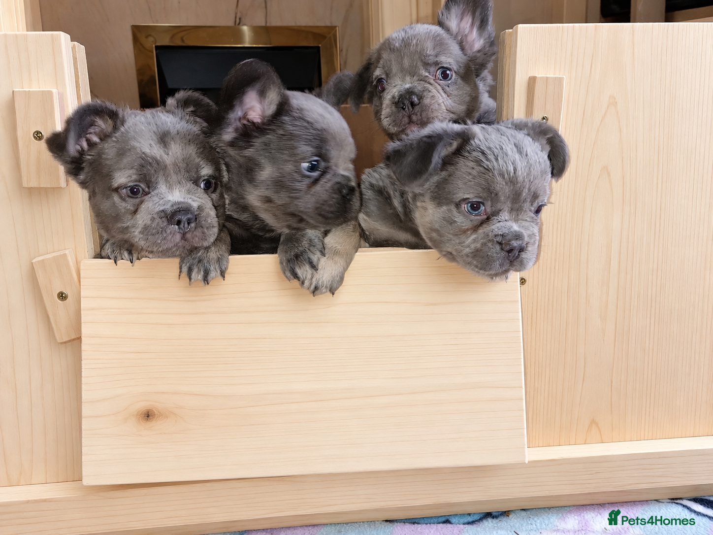 French Bulldog dogs Fluffy French Bulldog Pups - Advert 17