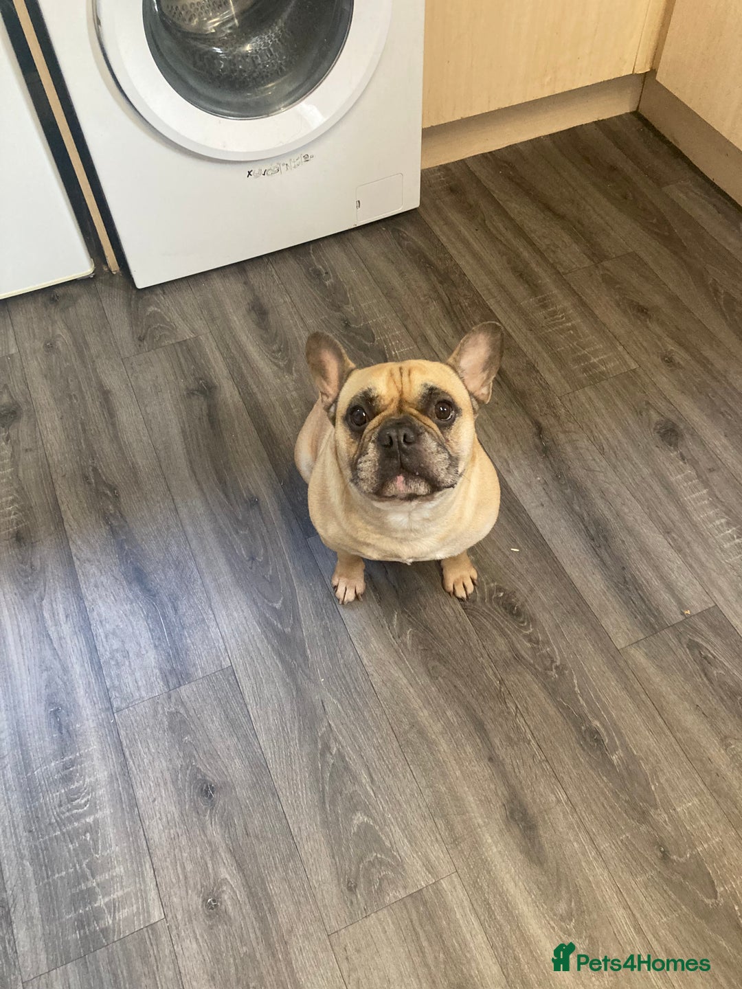 French Bulldog dogs for sale: Hugo the Frenchie - Image 4