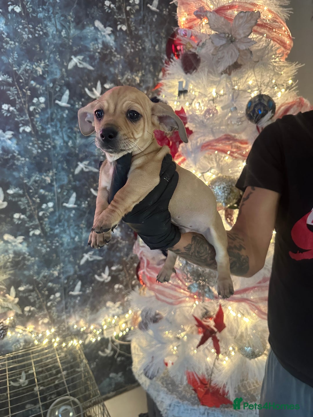 Mixed Breed dogs for sale: Chiwennie puppies  - Advert 3