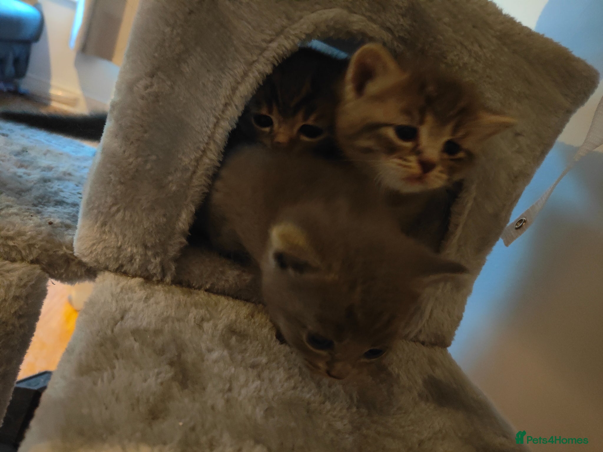 British Shorthair cats for sale: Beautiful British Shorthair Gorgeous kittens in London - Advert 5