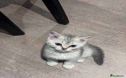 British Shorthair cats for sale: Reduced price! 1 BSH pedigree ready to leave now - Image 16