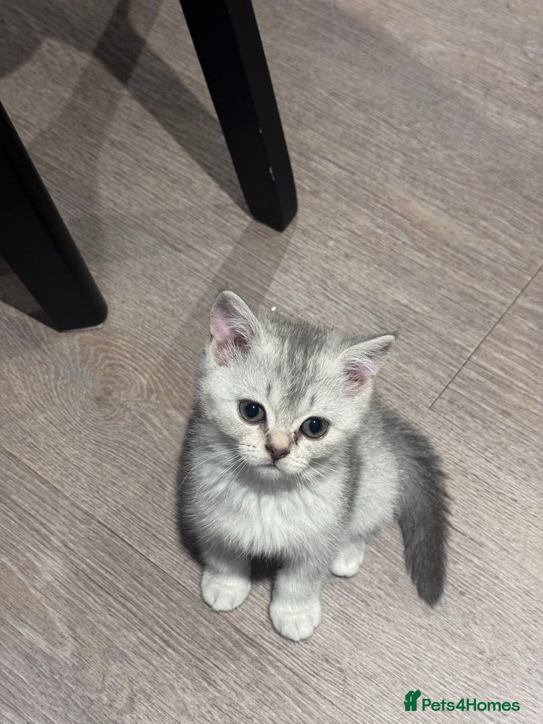 British Shorthair cats for sale: Reduced price! 1 BSH pedigree ready to leave now - Image 16