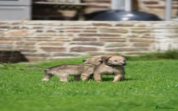 Lurcher dogs for sale: Rough coated lurcher puppies  - Image 8