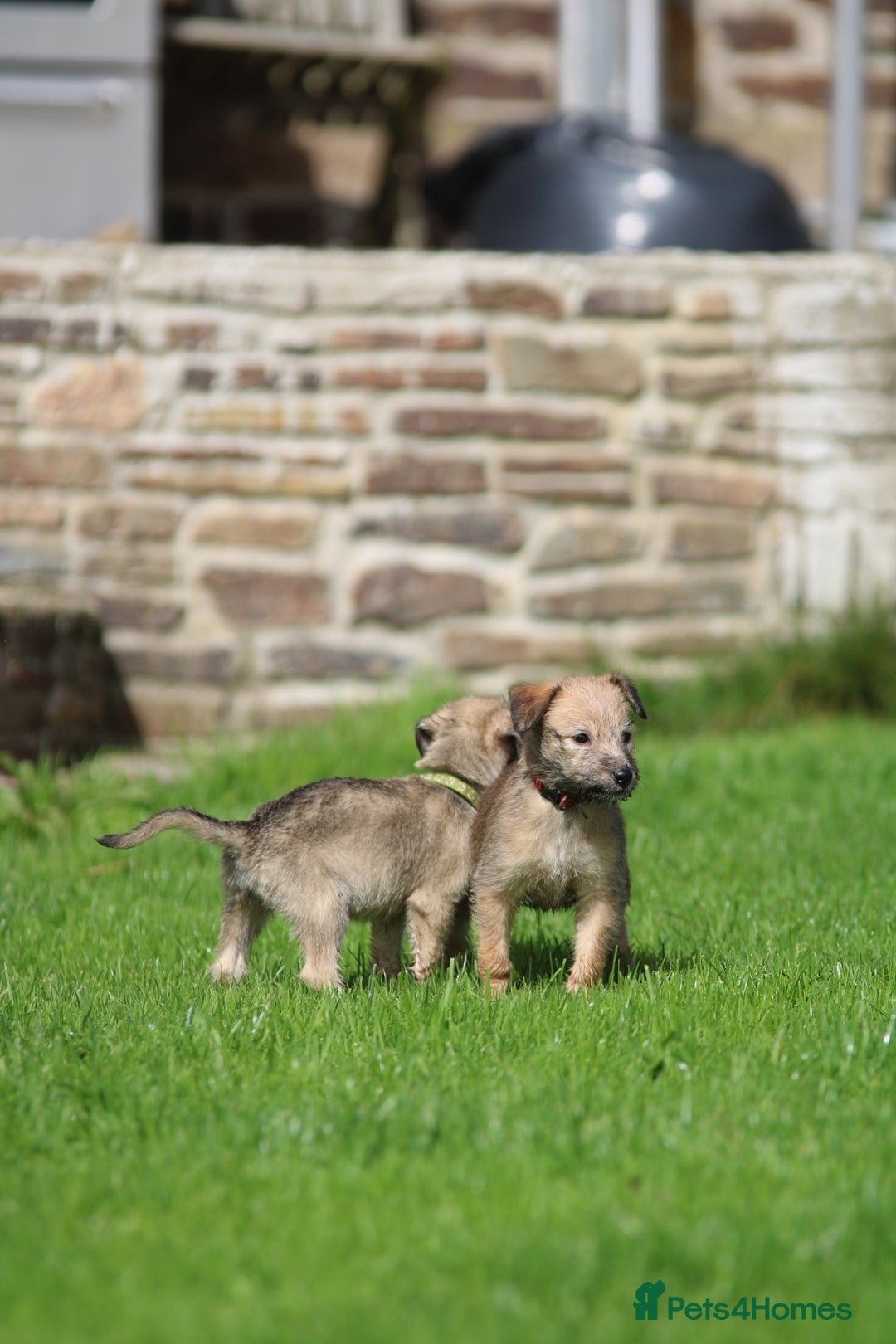 Lurcher dogs for sale: Rough coated lurcher puppies  - Image 8