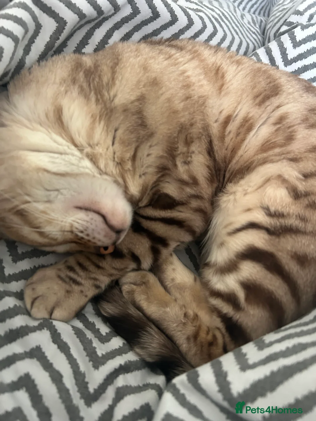 Bengal cats for stud: Beautiful bengal for stud in Hull - Advert 6