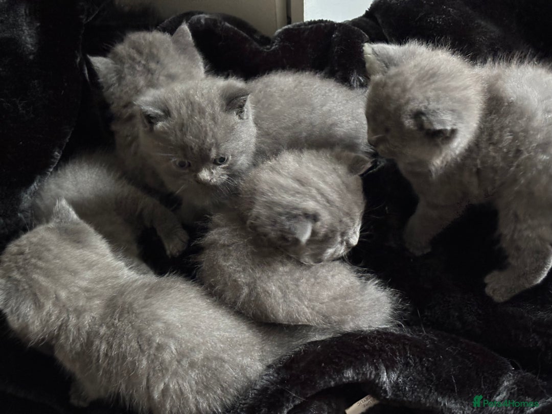 British Shorthair cats for sale: British shorthair kittens  - Advert 4