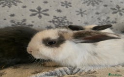 Mini Lop rabbits for sale: Mini Loop Bunnies 9 weeks old. grey and white mix - Image 5