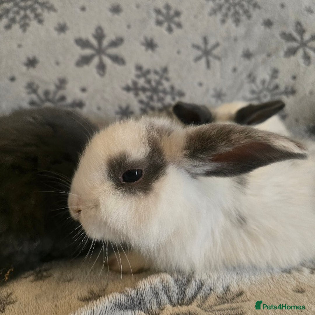 Mini Lop rabbits for sale: Mini Loop Bunnies 9 weeks old. grey and white mix - Image 5